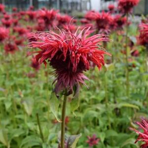 Monarda 'Cambridge Scarlet' ---